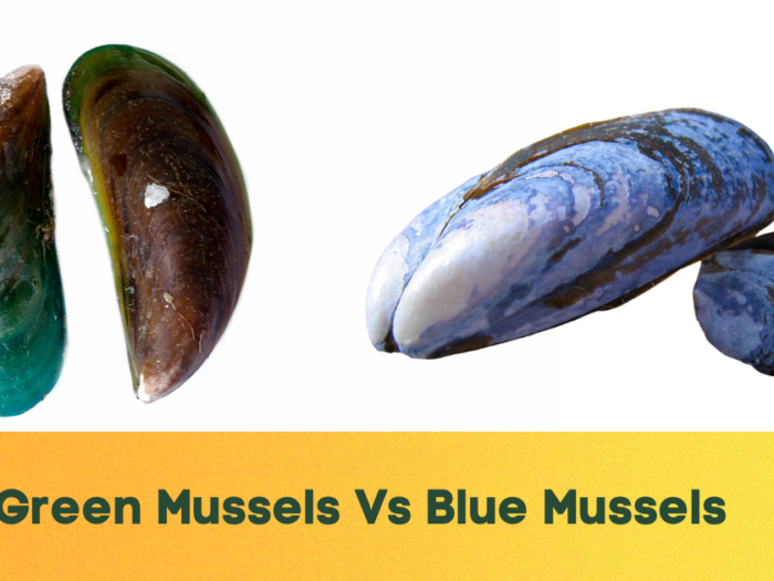 Green Mussels Vs Blue Mussels